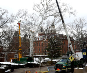 Historic Tree Comes Down